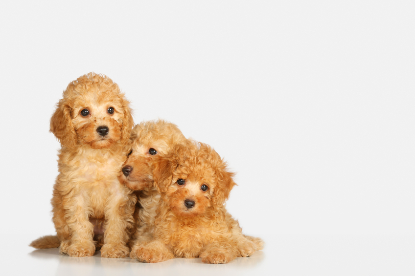 "Three miniature poodle .Studio portrait of a young dog , poodle puppy. Very shallow DOF ."