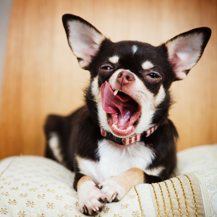Chihuahua Sitting on Blanket and Yawning